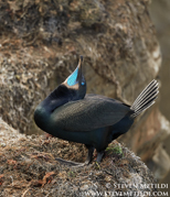 GANNETS, FULMARS, PELICANS, AND CORMORANTS